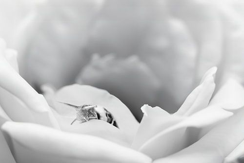 High Key Fotografie: Elegante Witte Roos met Slak - Zwart-Wit Kunstwerk voor Serene Interieurs