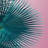 Blaugrünes Palmblatt und rosa Himmel, Sommersaison von Adriana Mueller