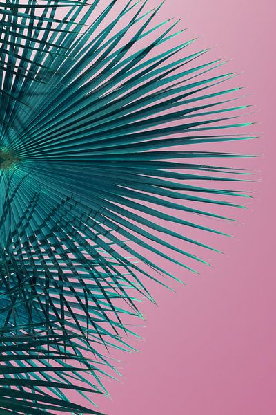 Blaugrünes Palmblatt und rosa Himmel, Sommersaison von Adriana Mueller