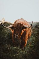 Scottish Highlander