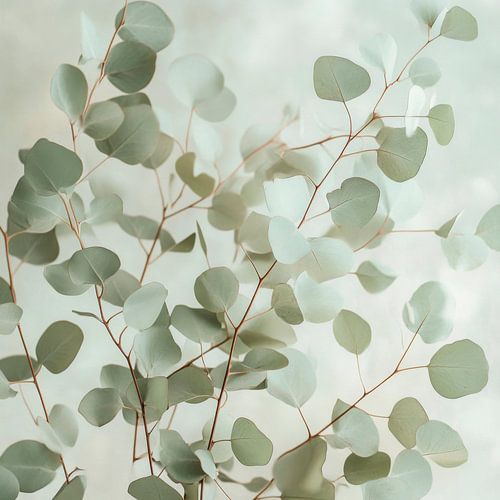 Eucalyptus branches
