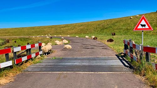 Let op schapen op de weg!