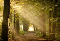 Sun harps in the Asser forest