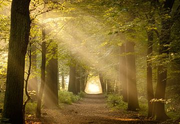Sun harps in the Asser forest by KB Design & Photography (Karen Brouwer)
