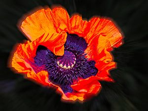 Mohnblume