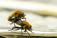 Balzende Bienen
