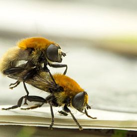 Balzende Bienen von Arthur Hooijer