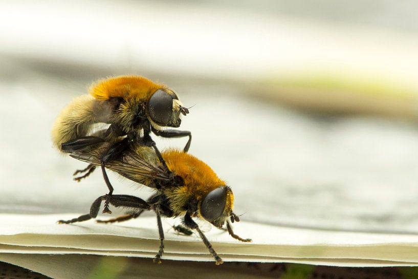 L'accouplement des abeilles par Arthur Hooijer