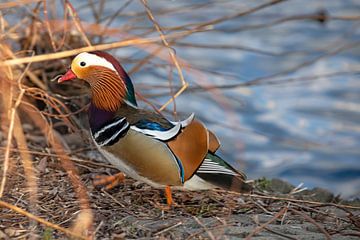 Mandarin duck 2 by t.ART