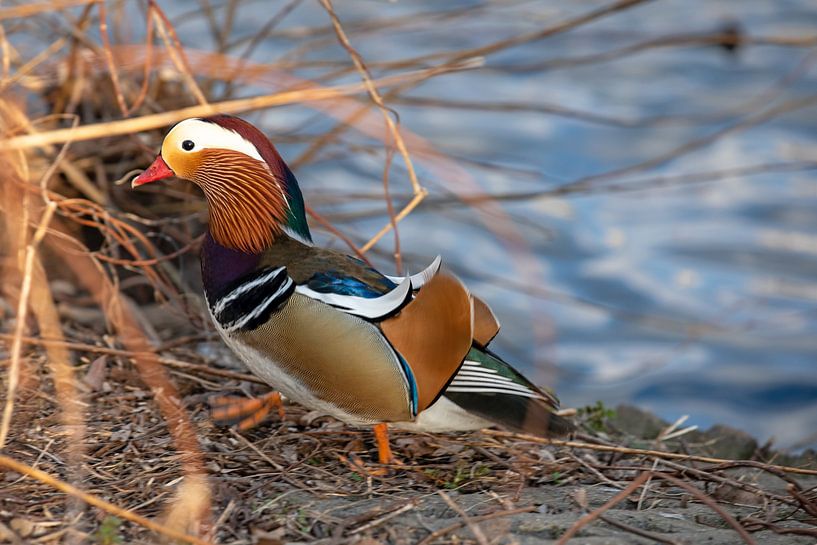 Canard mandarin 2 par t.ART