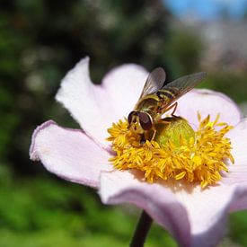 Bloem met insect von Laurent Scheffer