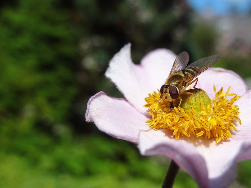 Bloem met insect van Laurent Scheffer
