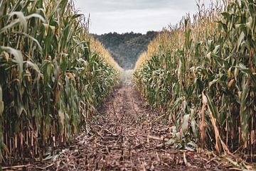 corn by Tania Perneel