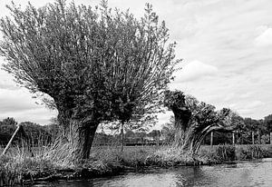 Willow trees at the river sur Niels Eric Fotografie