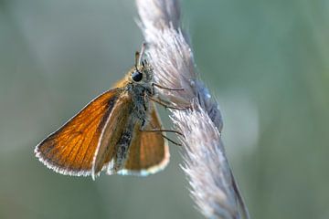 Geelsprietdikopje, vlinders, macro van Sven Scraeyen
