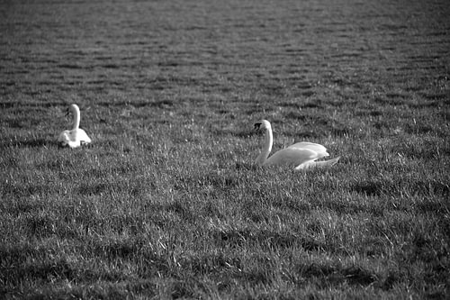 Twee zwanen op een weiland in Emsland