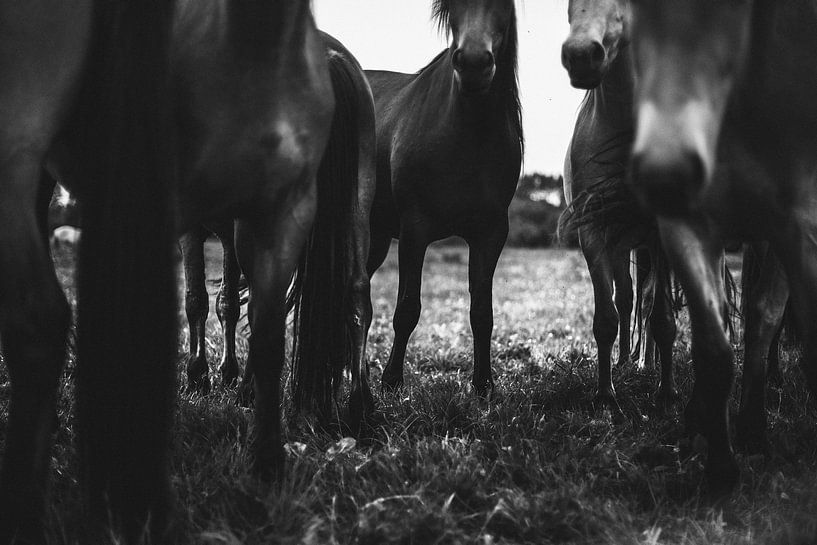 Horse herd by Walljar