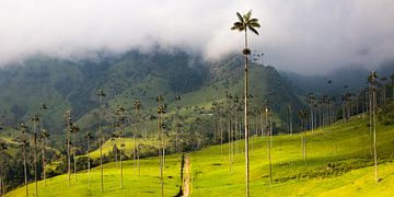 Hunderte gigantischen Wachspalmen, im Nationalpark Valle de Cocora, Kolumbien