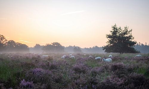 Wolfhezer heath part 24