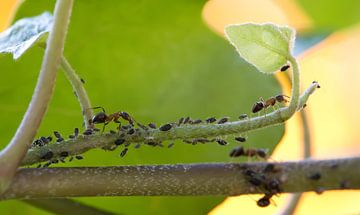 Ameisen und Blattläuse von Bo Valentino