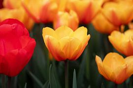 Gelbe Tulpen mit rotem Akzent