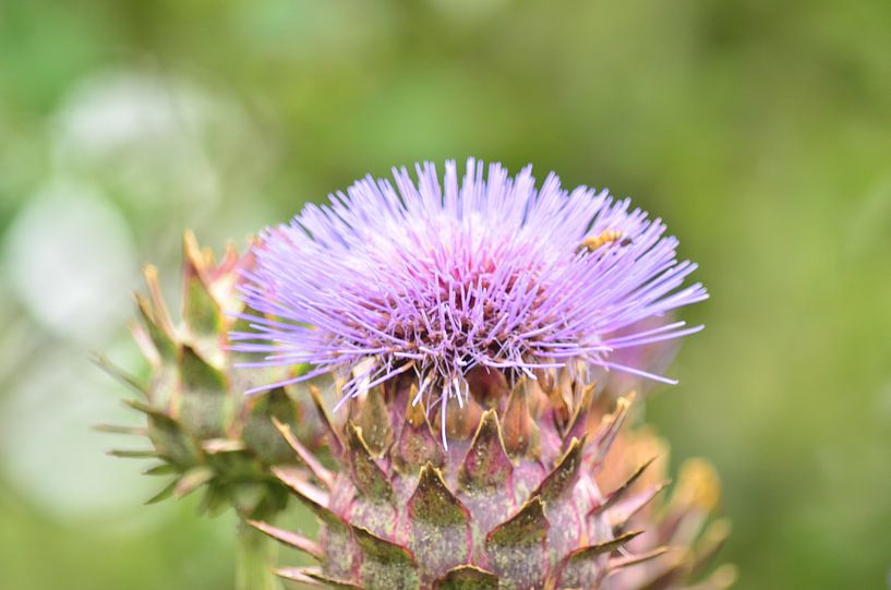 Artichoke by Peter Van Schooten
