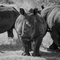 Von Angesicht zu Angesicht mit einem Nashorn