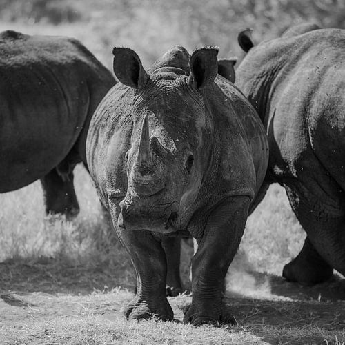 Oog in oog met een neushoorn