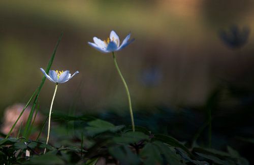 Small White Flowers in the Forest