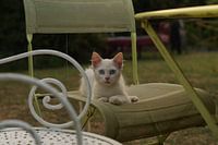 Lazy cat in old French chair