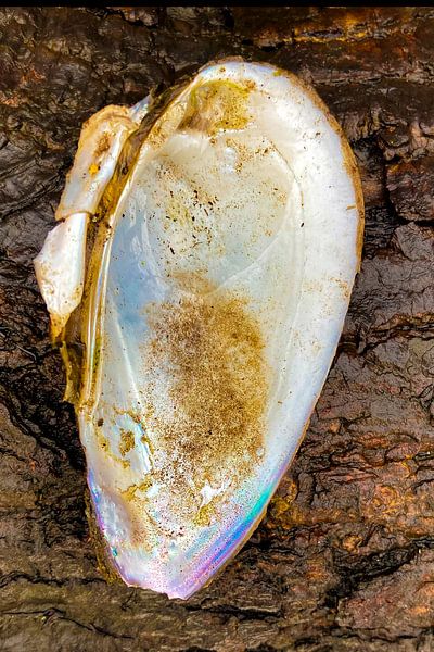 Moule sur un tronc d'arbre par Truckpowerr