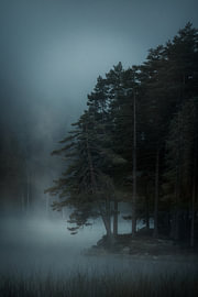 Nebellandschaft