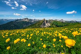 Troll flower meadow above the Tannheimer mountains by Leo Schindzielorz