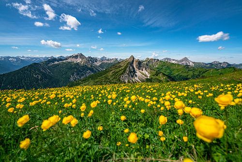 Trollen bloemenweide boven de Tannheim bergen