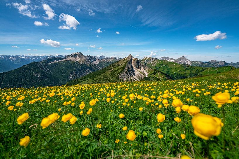 Troll flower meadow above the Tannheimer mountains by Leo Schindzielorz
