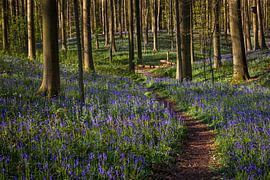 Small path in the fairytale Hallerbos, Belgium by Glenn Vanderbeke