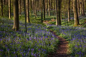 Klein paadje in het feeërieke Hallerbos, België van Glenn Vanderbeke