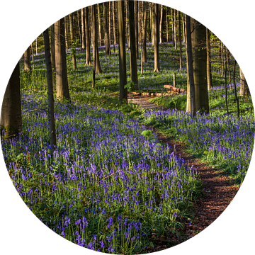 Klein paadje in het feeërieke Hallerbos, België