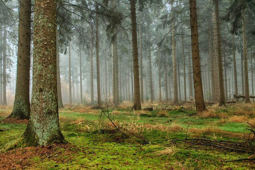 Pine forest in the mist by Patricia Hofmeester
