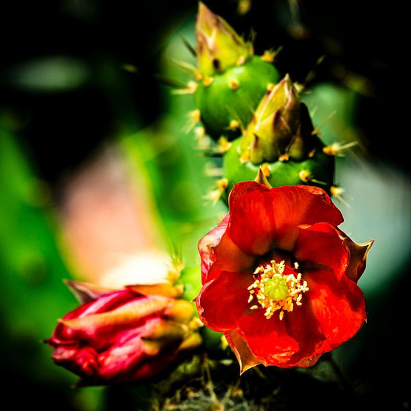 Makro Blüte Feigenkaktus von Dieter Walther