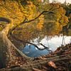Beekhuizense Vijver [Zonnige Herfstmiddag] van rosstek ®