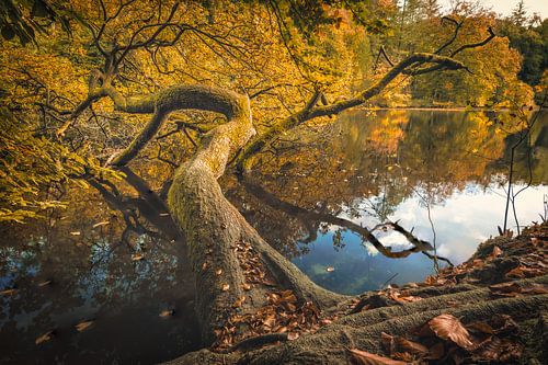 Beekhuizen-Teich [Sonniger Herbstnachmittag]