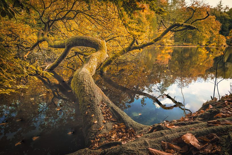 Beekhuizen Pond [Sunny Autumn afternoon] by rosstek ®