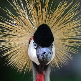 Close-up van een kraanvogel in Gran Canaria van Quint Wijnhoven