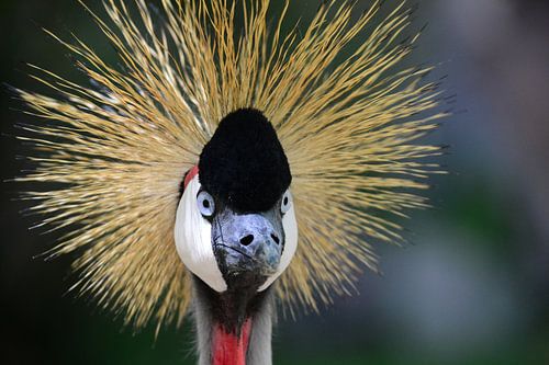Close-up van een kraanvogel in Gran Canaria