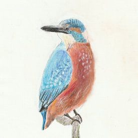 Zeichnung Eisvogel von Jerzy Beerepoot