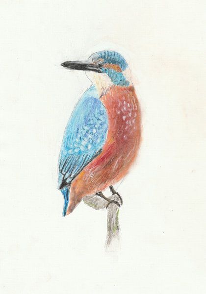 Zeichnung Eisvogel von Jerzy Beerepoot