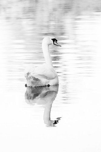 Elegantie in Reflectie Sereen Zwanenportret