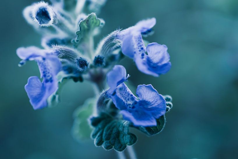 Munt van Martina Weidner