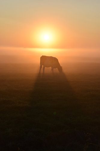 Cow in a foggy sunrise